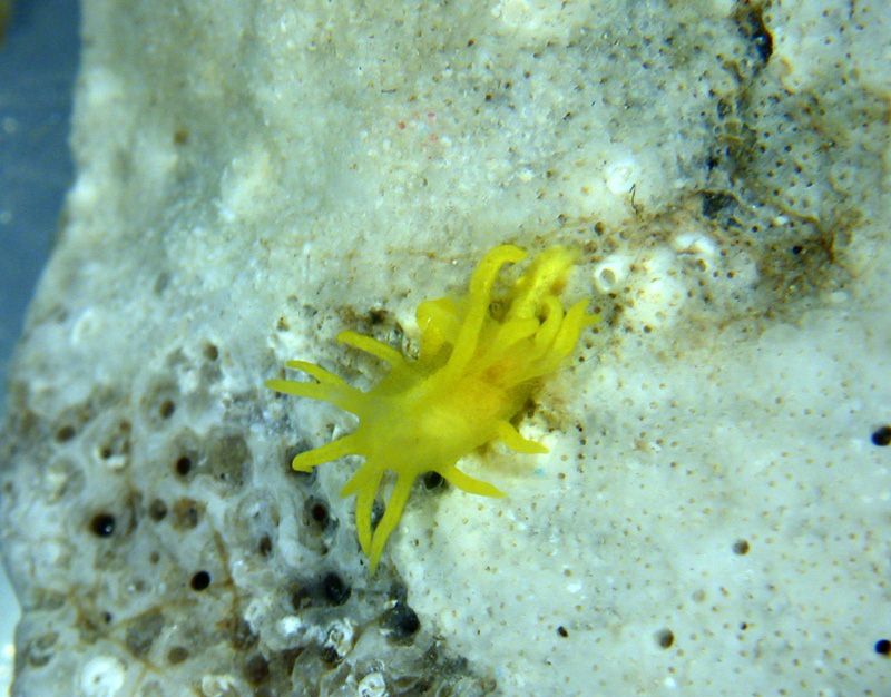 Okenia cochimi